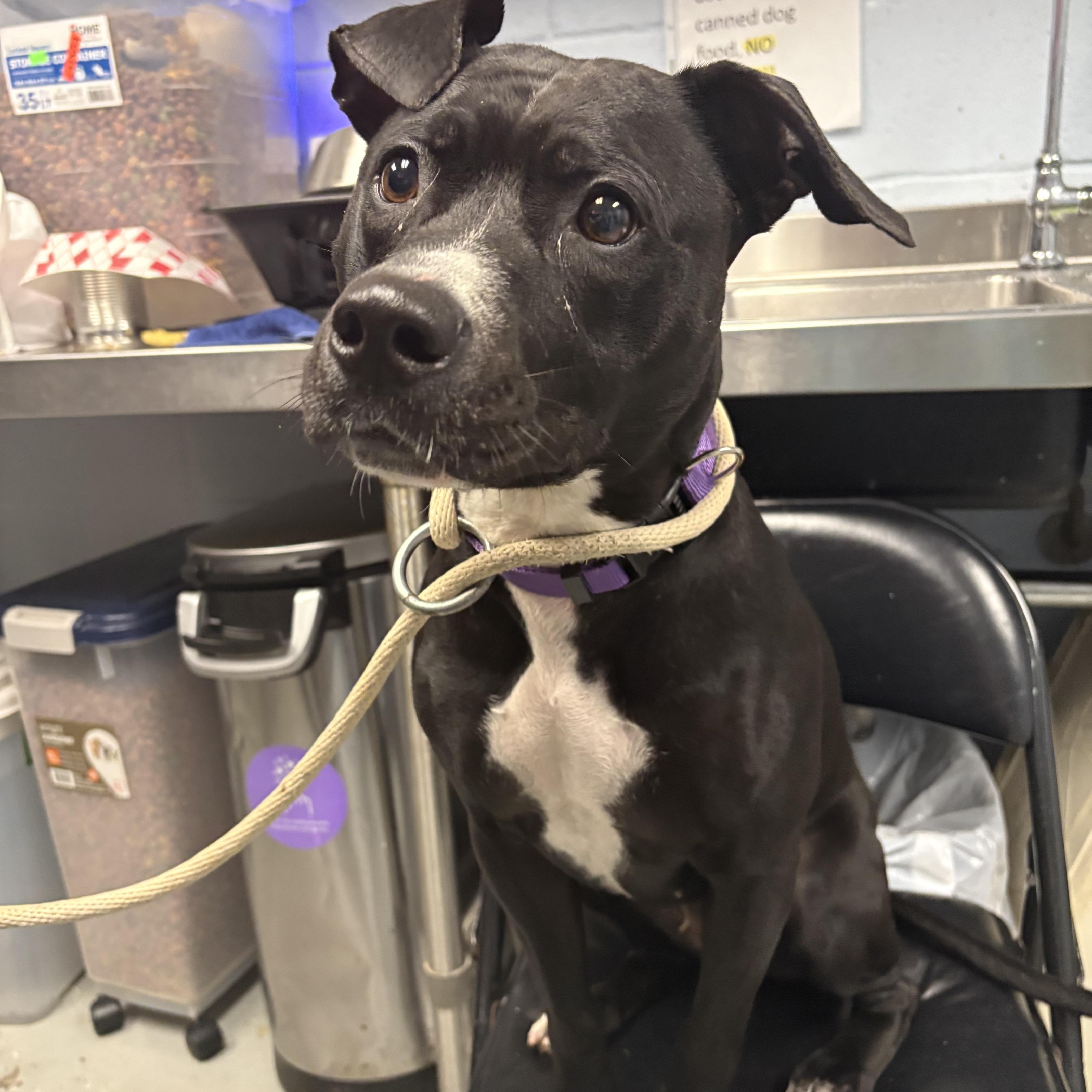 A young medium-sized female Black American Staffordshire Terrier dog named Tallulah for adoption in Yonkers, NY