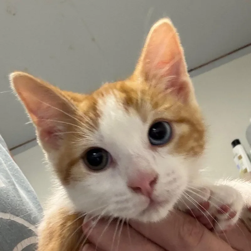 A baby small-sized male White Domestic Short Hair cat named Mufasa for adoption in Hattiesburg, MS