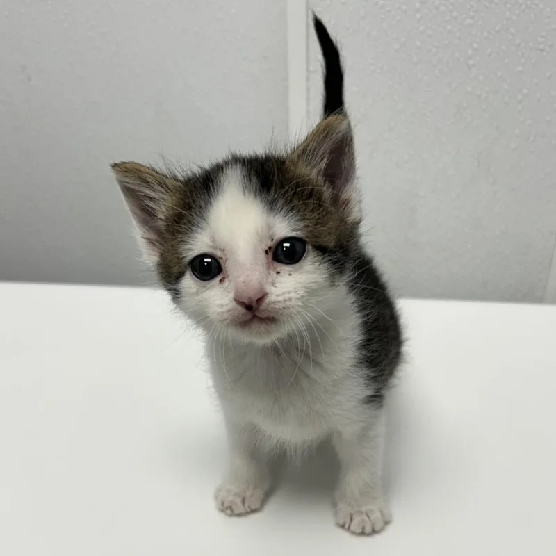 A baby small-sized female Brown / Chocolate Domestic Short Hair cat named Trix for adoption in Abilene, TX