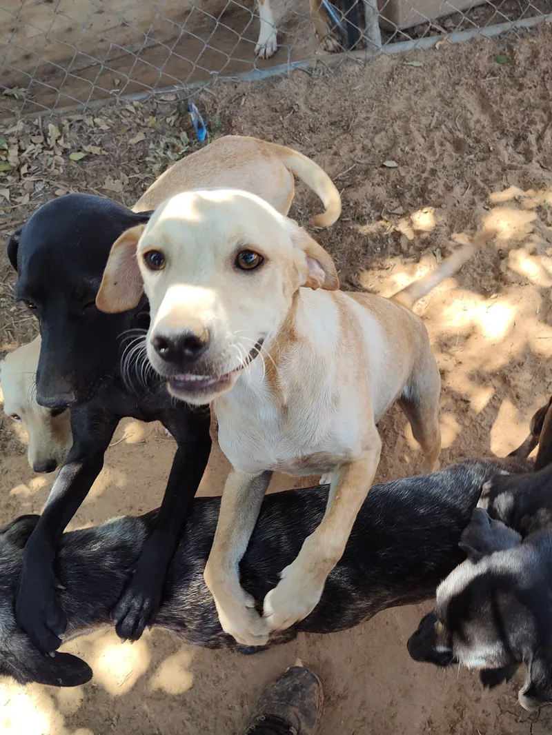 A young small-sized male Apricot / Beige Terrier dog named Aster for adoption in Paradise, TX