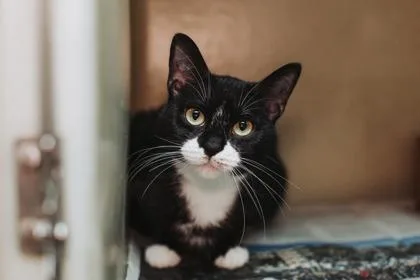 A Banshee thumbnail 2