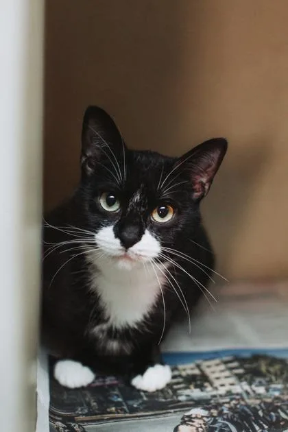 A Banshee thumbnail 3