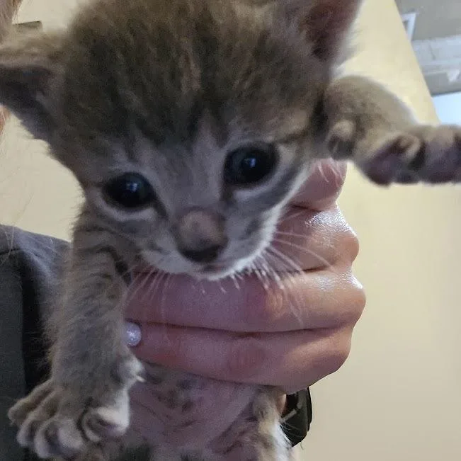 A baby small-sized male Gray / Blue / Silver Domestic Short Hair cat named Wrigley for adoption in Sioux Falls, SD
