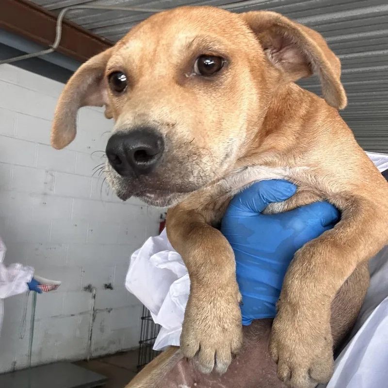 A baby medium-sized female Brown / Chocolate Shepherd dog named Destiny for adoption in Edinburg, TX