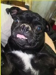 A young small-sized female Pug dog named Bundle $ for adoption in Milwaukee, WI