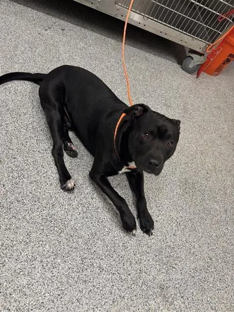 An adult large-sized male Pit Bull Terrier dog named A for adoption in Houston, TX