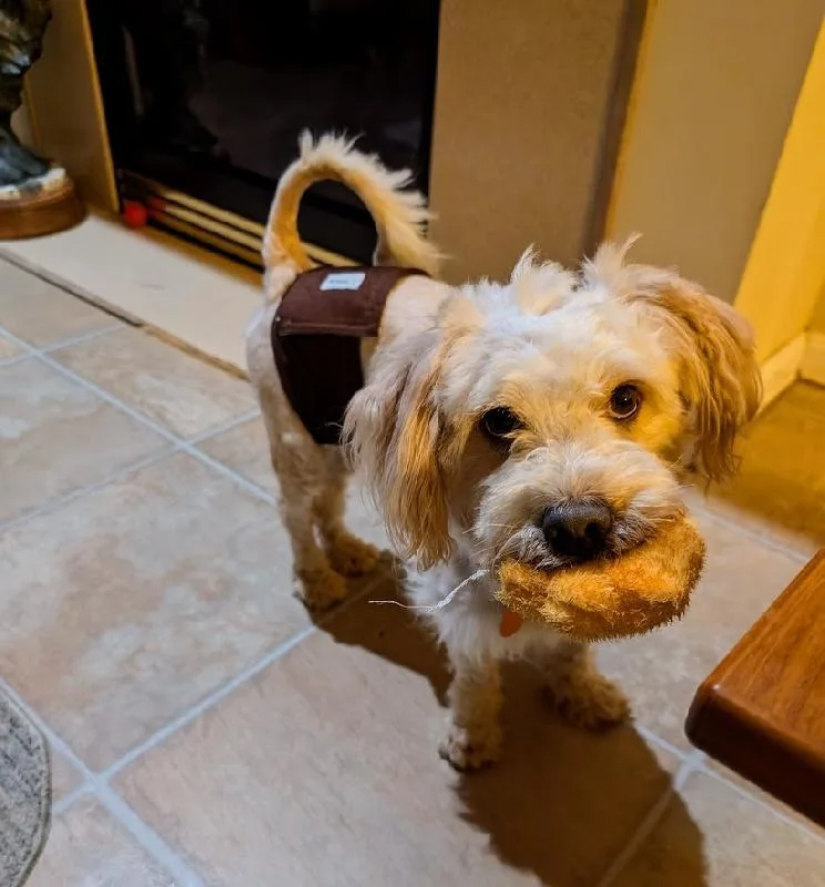 An adult small-sized male Miniature Poodle dog named Captain for adoption in Aurora, IL