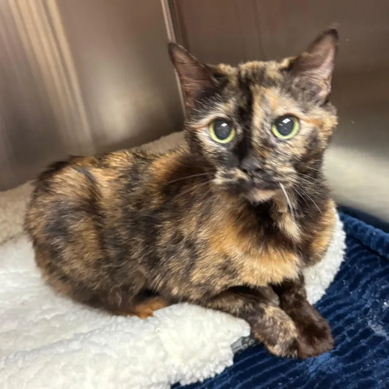 A senior medium-sized female Tortoiseshell Domestic Short Hair cat named Truffles for adoption in Los Angeles, CA