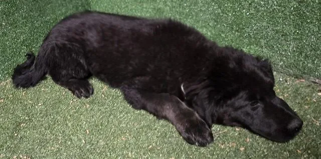 A baby small-sized female Newfoundland Dog dog named Berlin for adoption in Castaic, CA