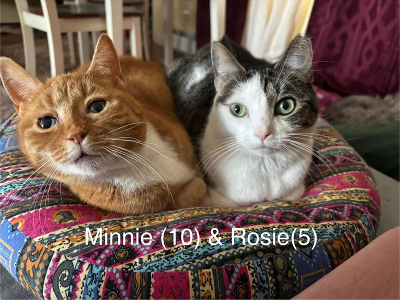 Rosie And Minnie The thumbnail 2