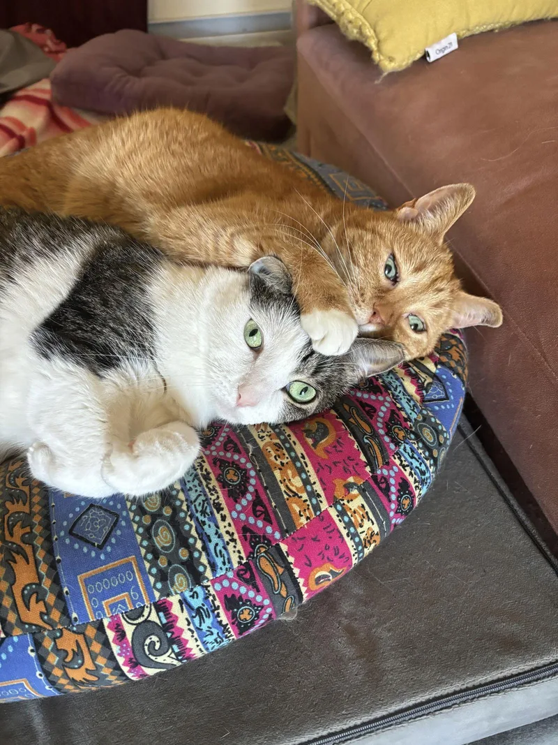 Rosie And Minnie The thumbnail 3