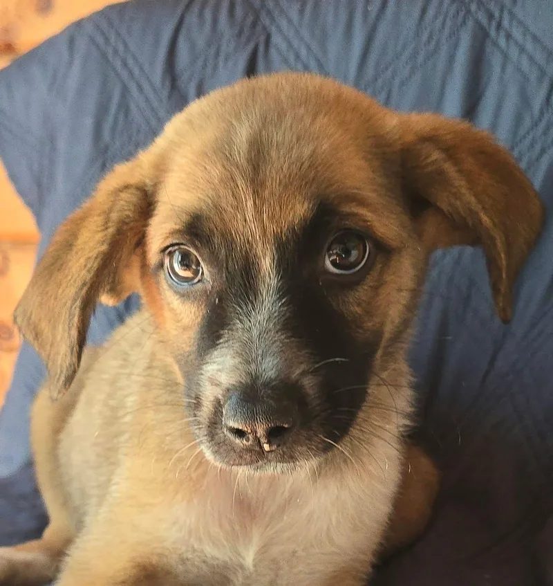 A baby medium-sized male Tricolor (Brown, Black, & White) Beagle dog named Parsnip for adoption in Newport, TN