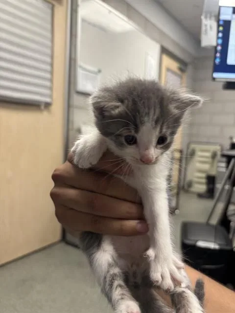 A baby medium-sized male Domestic Short Hair cat named Spots for adoption in Dallas, TX