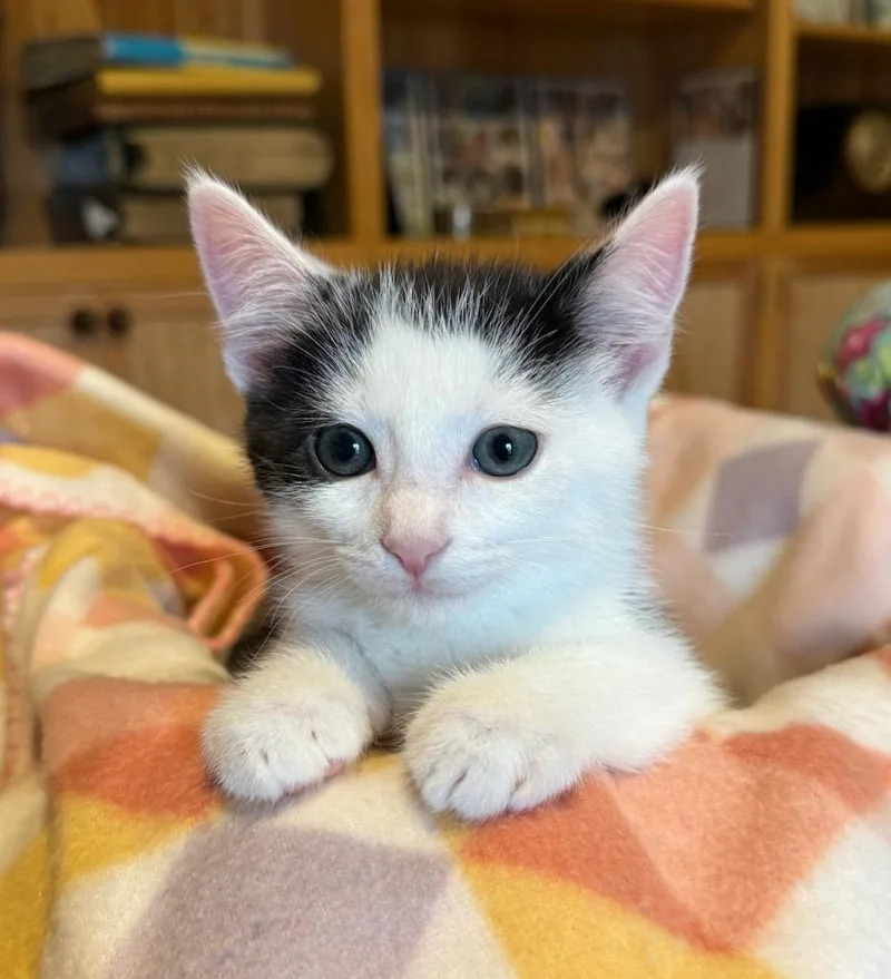 Macaroon thumbnail 2