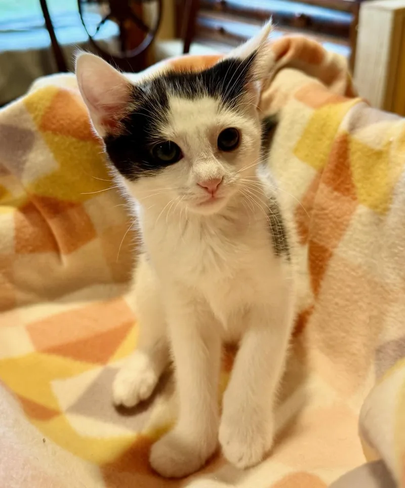 Macaroon thumbnail 3