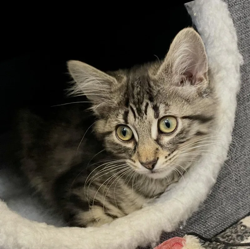 A baby medium-sized female Domestic Medium Hair cat named Taiter Tot for adoption in Walled Lake, MI