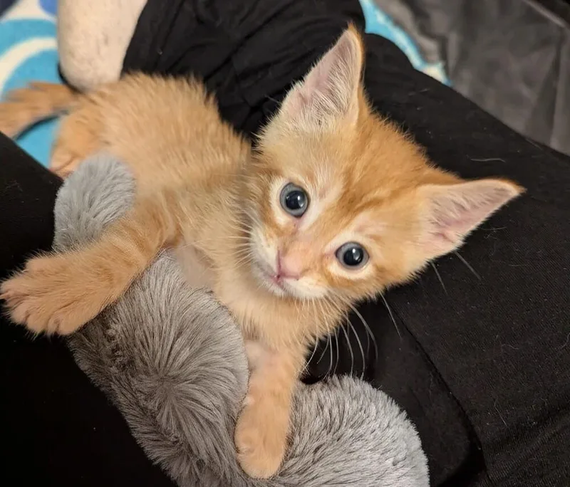 A baby small-sized male Orange & White Domestic Short Hair cat named Mango for adoption in WARNER ROBINS, GA