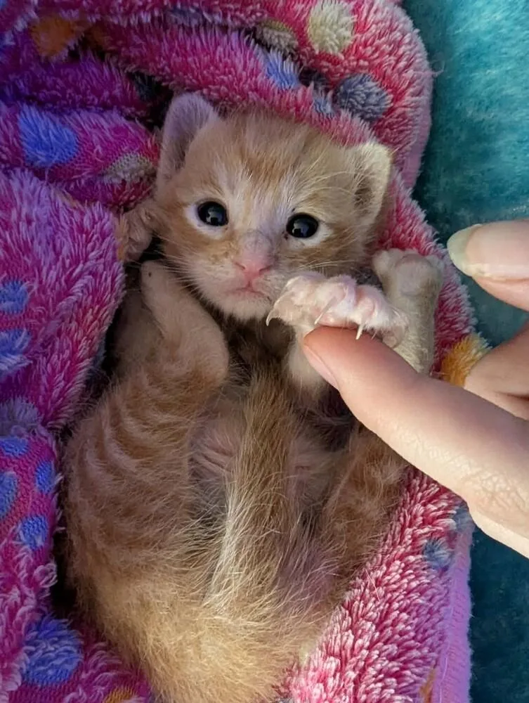 Mango thumbnail 2