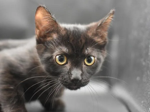 A baby small-sized female Domestic Short Hair cat named Luna for adoption in Portland, OR