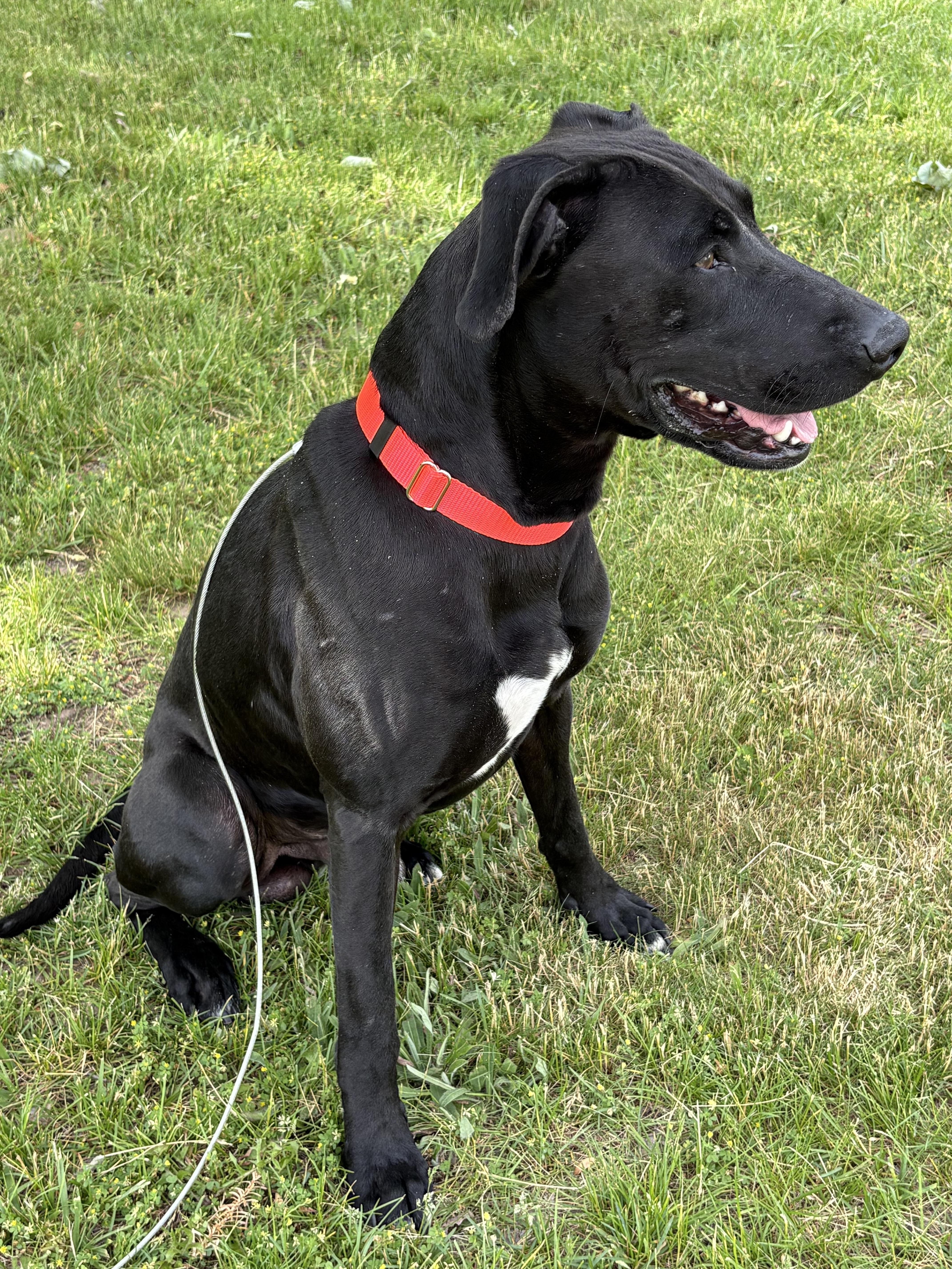 An adult large-sized male Black Labrador Retriever dog named Apollo for adoption in Waterford, MI