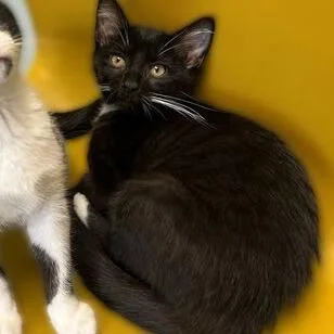 A baby small-sized female Black Domestic Short Hair cat named Dancing In The Moonlight for adoption in Davenport, IA