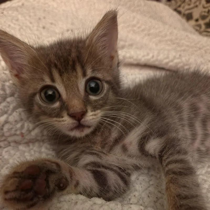 A baby medium-sized male Buff / Tan / Fawn American Shorthair cat named Timber for adoption in Auburn, GA