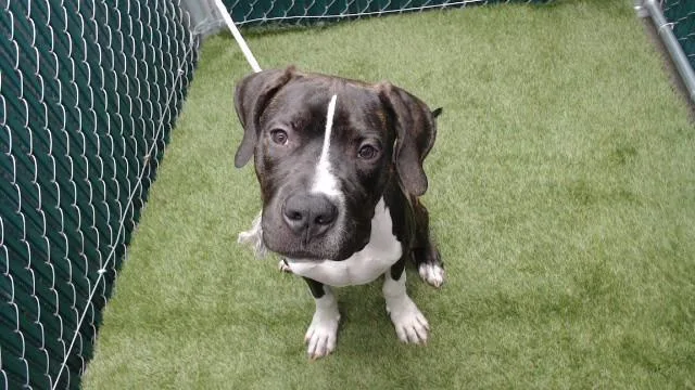 A young medium-sized male Great Dane dog named Chet for adoption in Downey, CA