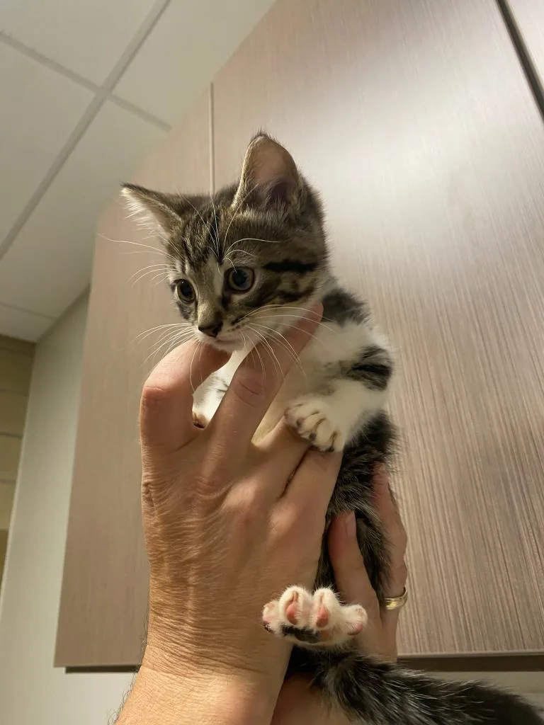 An adult small-sized male Domestic Short Hair cat named Clint Eastwood for adoption in Greenfield, IN