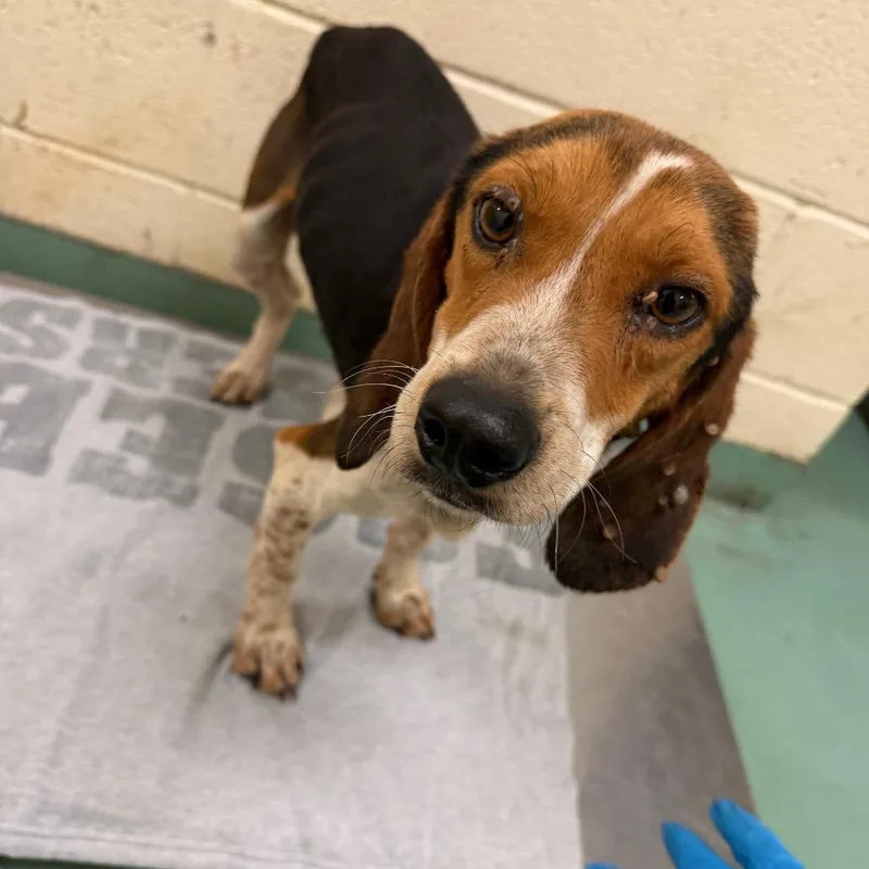 An adult small-sized male Yellow / Tan / Blond / Fawn Mixed Breed dog named Leonard for adoption in Memphis, TN