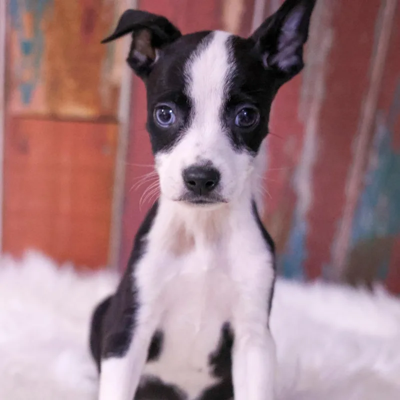 A baby medium-sized female Black Chihuahua dog named Solstice for adoption in Casa Grande, AZ
