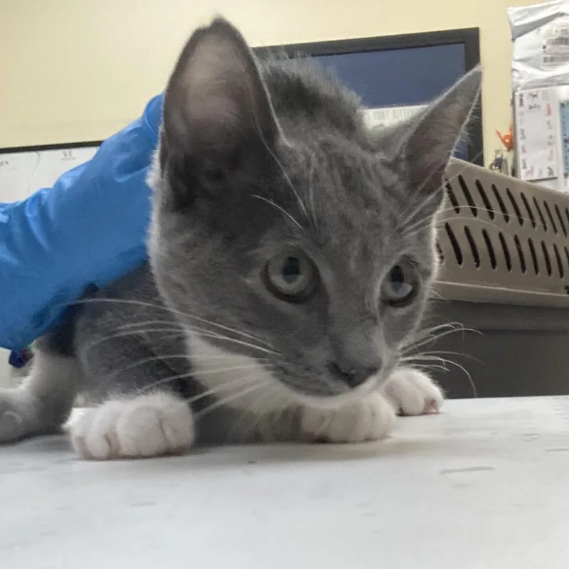 A baby small-sized female Gray / Blue / Silver Domestic Medium Hair cat named Lannie for adoption in Galveston, TX