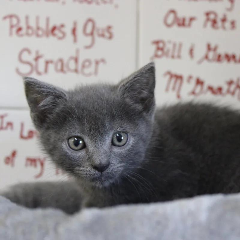 A baby medium-sized male Gray / Blue / Silver Domestic Short Hair cat named Blueberry for adoption in Weaverville, CA