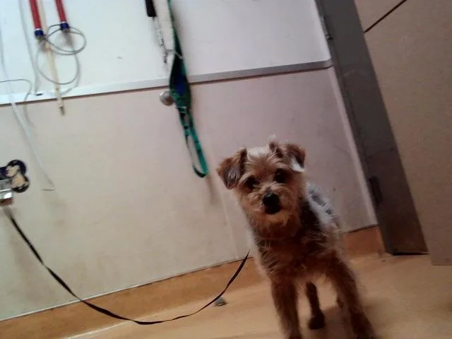 A senior small-sized male Terrier dog named Coffee for adoption in Martinez, CA