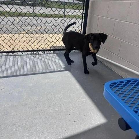 A young medium-sized female Black Labrador Retriever dog named Flower for adoption in Marion, NC