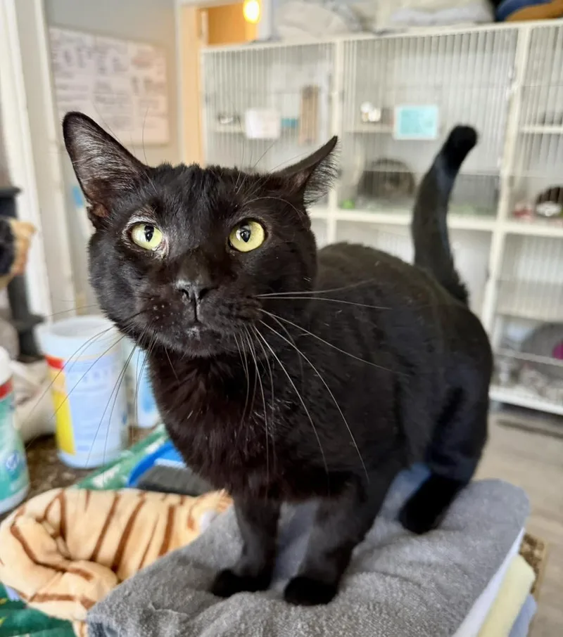 Leonardo thumbnail 3