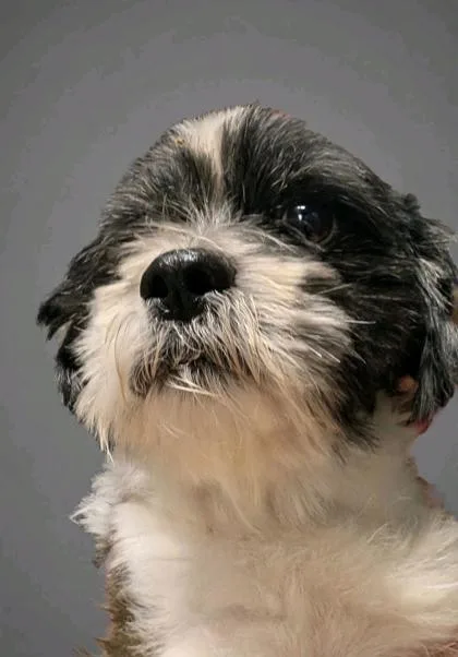 An adult small-sized male Shih Tzu dog named Oreo for adoption in Houston, TX
