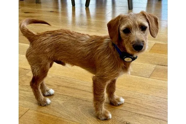 A baby medium-sized male Dachshund dog named Stovepipe for adoption in Palo Alto, CA