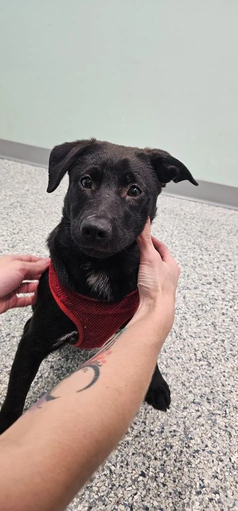 A baby medium-sized male Terrier dog named Chip for adoption in Athens, TN