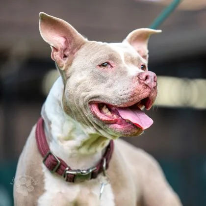 An adult large-sized female Pit Bull Terrier dog named Bev for adoption in Honolulu, HI