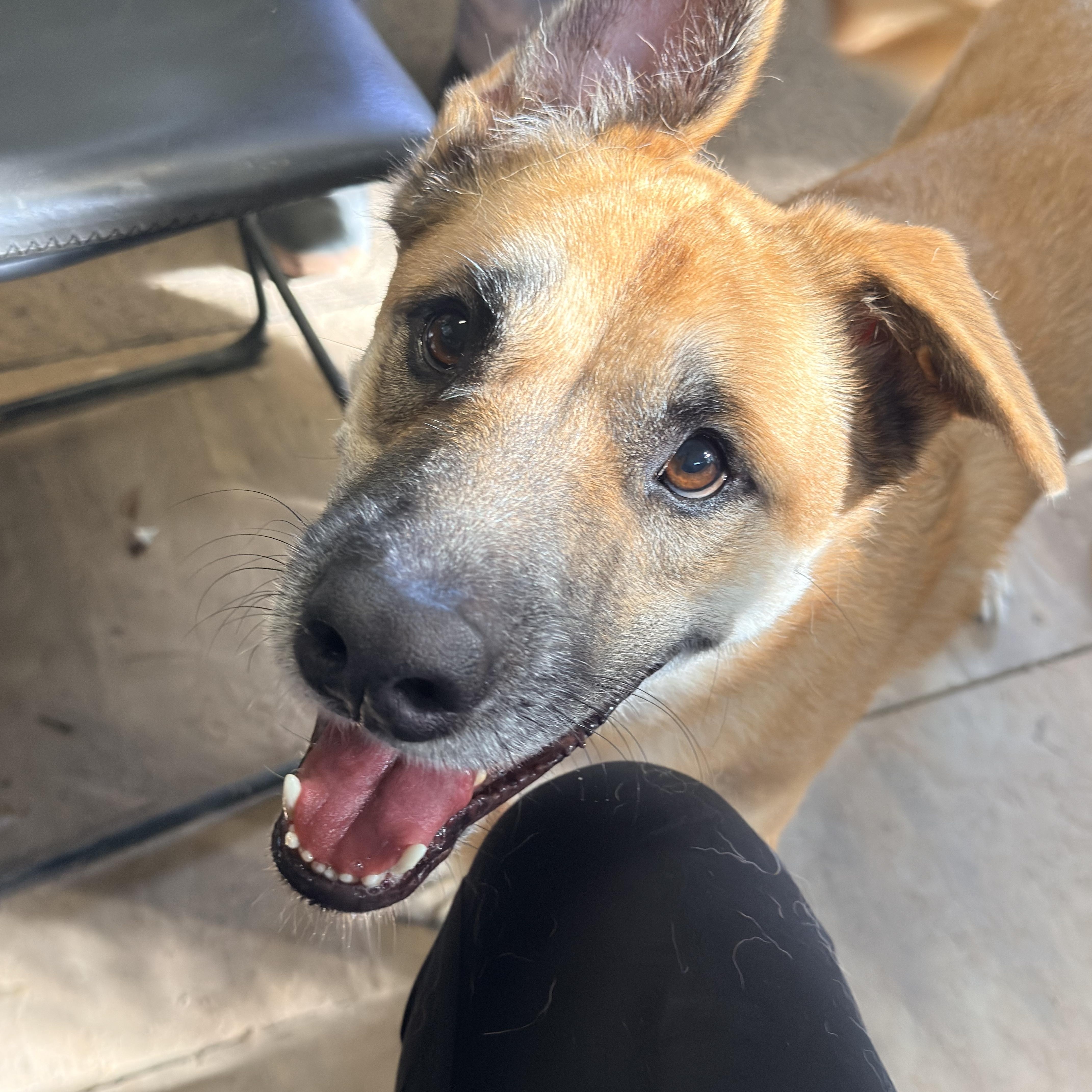 An adult large-sized male Shepherd dog named Bolder for adoption in Magnolia, TX