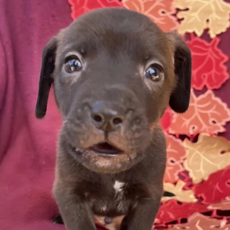 A baby medium-sized male Black Mountain Cur dog named Clove for adoption in Cartersville, GA