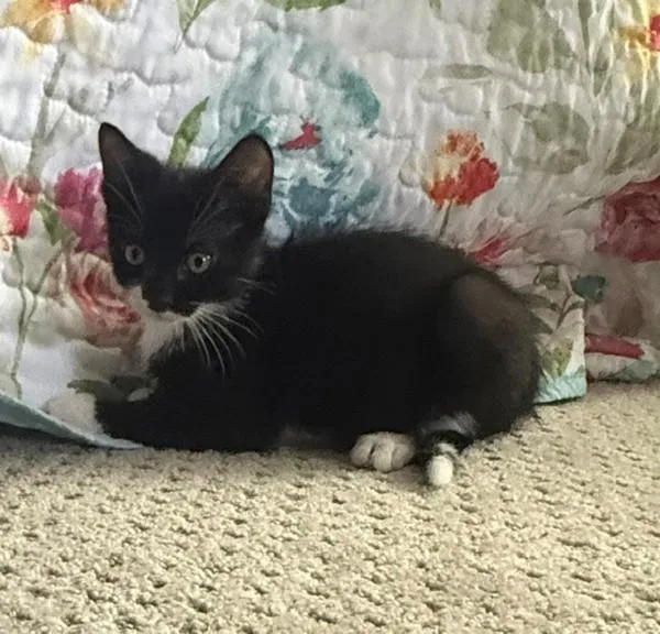 A baby medium-sized female Domestic Short Hair cat named June Bug for adoption in Salt Lake City, UT