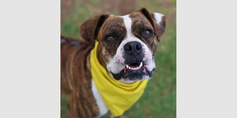 An adult medium-sized female Boxer dog named Liberty Pearl for adoption in Hewitt, TX