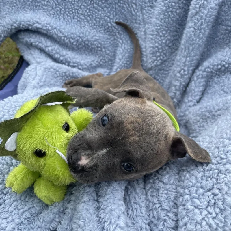 A baby small-sized male Gray / Blue / Silver Mixed Breed dog named Dash  Frankie for adoption in Williston, FL