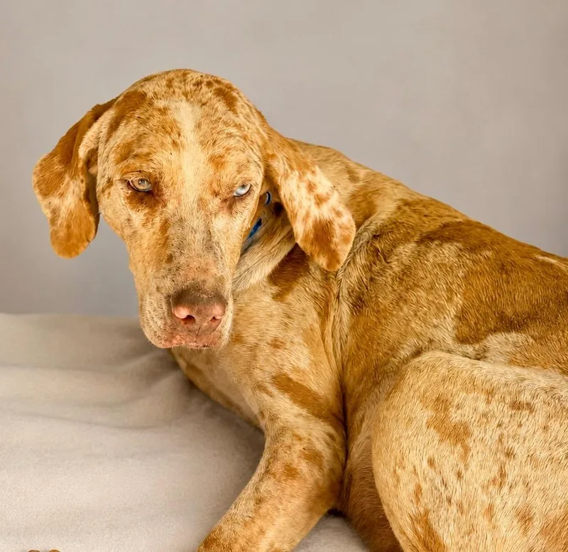 An adult medium-sized female Catahoula Leopard Dog dog named Ella for adoption in St. Augustine, FL