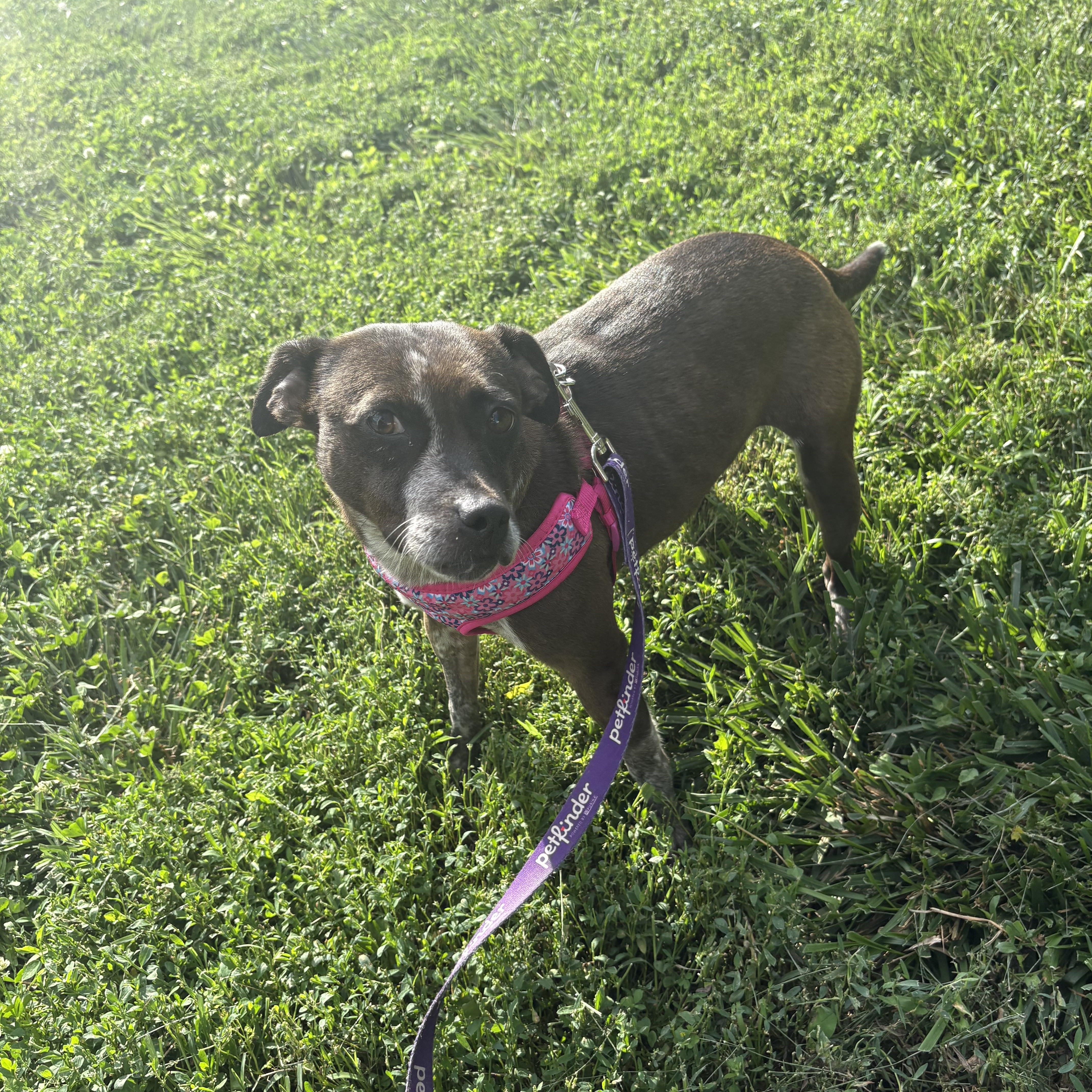 An adult small-sized female Tricolor (Brown, Black, & White) Mixed Breed dog named Miss Brisket for adoption in Blue Springs, MO