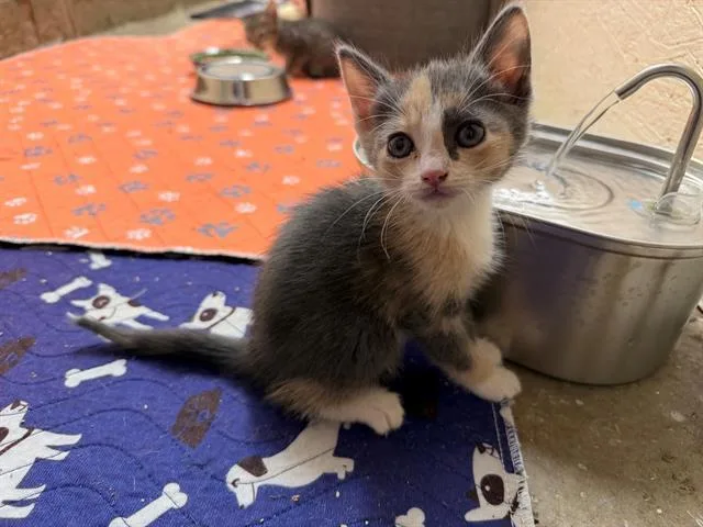 A baby small-sized female Domestic Short Hair cat named Yadhira for adoption in Tustin, CA