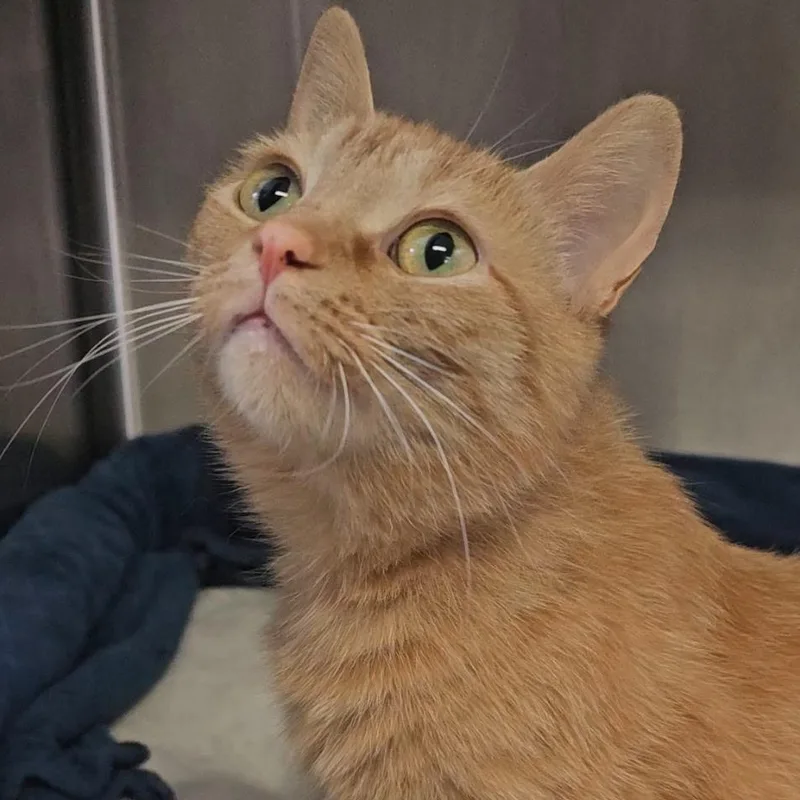 An adult medium-sized female Domestic Short Hair cat named Bisque for adoption in Mount Pleasant, MI