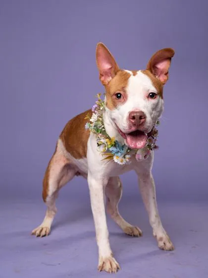 An adult medium-sized female Pit Bull Terrier dog named Eria for adoption in Atlanta, GA