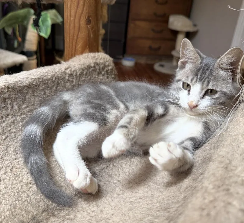 A baby small-sized male Domestic Short Hair cat named Solomon for adoption in Philadelphia, PA